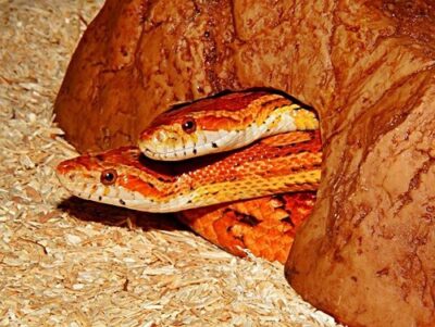 Can Corn Snakes Live Together 