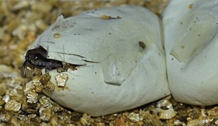 How does a snake fertilize an egg?