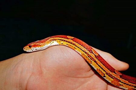 How to Pick Up a Corn Snake for the First Time