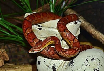 Why Do Corn Snakes Rattle Their Tails?