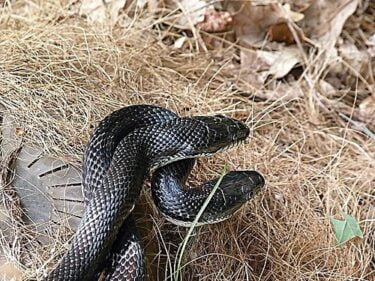 can a snake mate with another snake’s species?