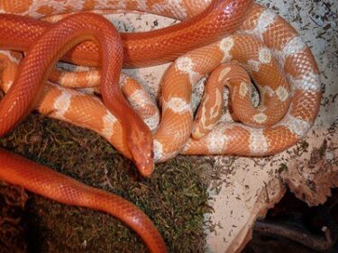 What Do Corn Snakes Eat? - Snakes for Pets