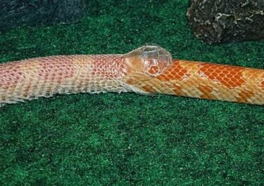 how long does it take for a snake to shed its skin?