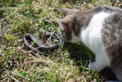Are Snakes Afraid of Cats? - Snakes for Pets