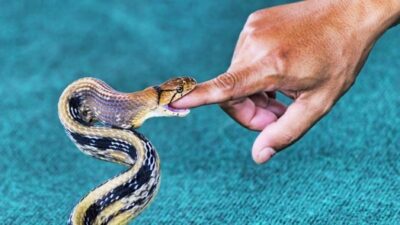 Are There Any Snakes That Don T Bite Snakes For Pets,How To Clean Hats Without Ruining Them