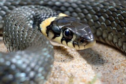 Best Substrate for Garter Snakes