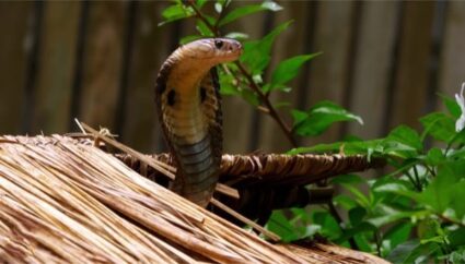 Black King cobra snake