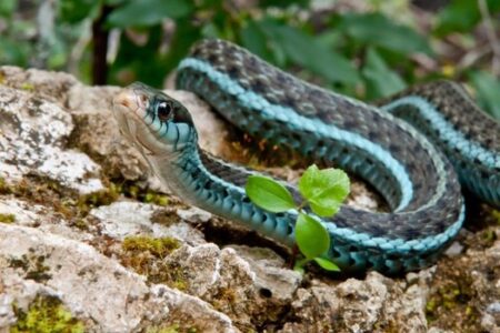 Blue Stripe Garter Snakes as Pets