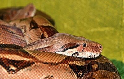 Boa Constrictor for Pets
