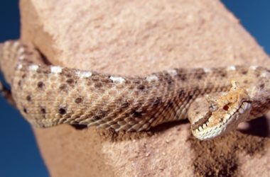Can Rattlesnakes Climb?