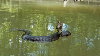 Can a water moccasin bite kill a human?