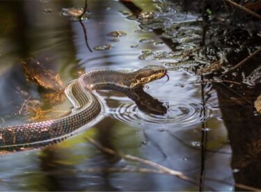 Cottonmouth snake
