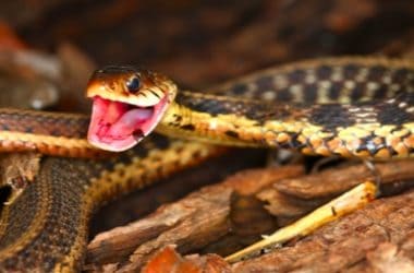 Do All Garter Snakes Have Teeth?