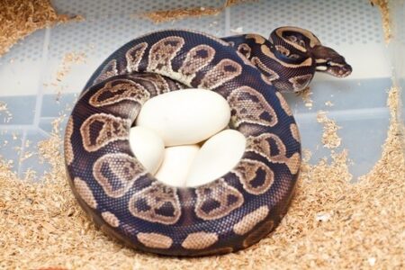 what snakes lay eggs?