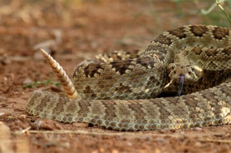 Do snakes other than rattlesnakes shake their tails?