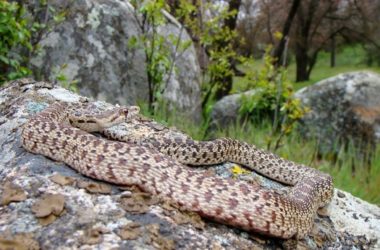 Facts About Gopher Snakes