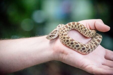 Hognose Snake Care Guide Information And Facts,Simple French Toast Recipe For Two