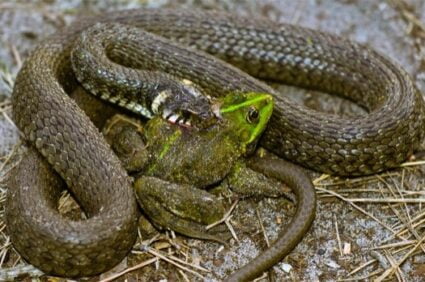 How Do Snakes Catch Their Prey?