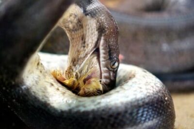 How Do Snakes Digest Bones and Fur?