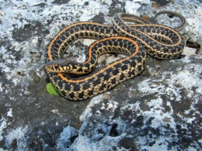 Garter Snake Life Expectancy