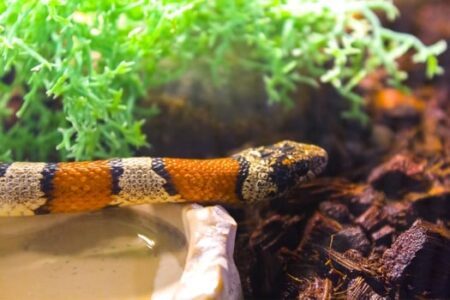 How Long Do Snakes Live?