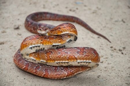 How Much Does a Corn Snake Bite Hurt?