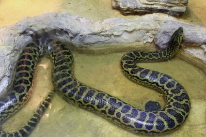 How long can a Burmese python go without eating?