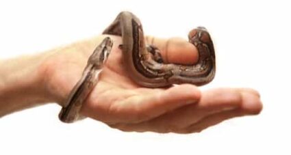 How many babies do boa constrictors have?