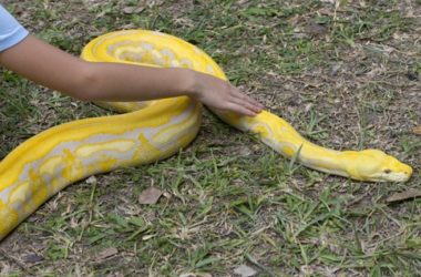 Reticulated Pythons as Pets