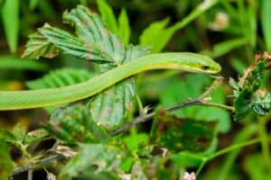 A complete guide to rough green snake care