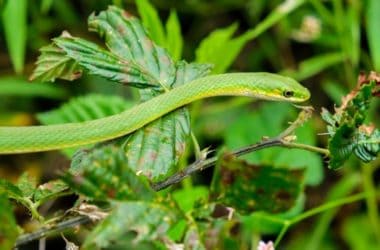 Rough Green Snakes as Pets