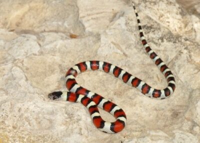 Snakes that look like a coral snake