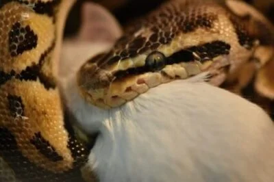 What Do Ball Pythons Like to Eat?