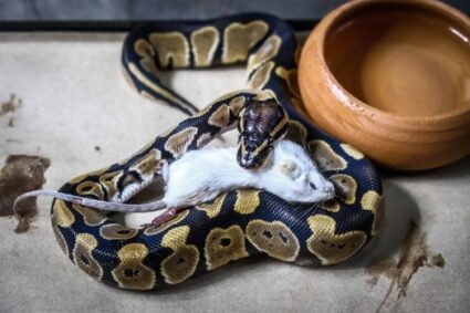 What Do Ball Pythons Like to Eat?