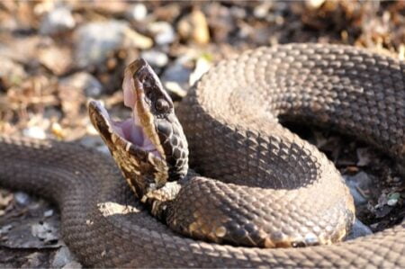 Why do snakes open their mouth randomly?