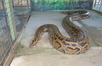 Snake world record longest The longest,