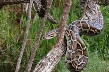 are ball pythons sensitive to sound?