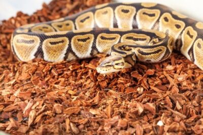 best substrate for ball pythons