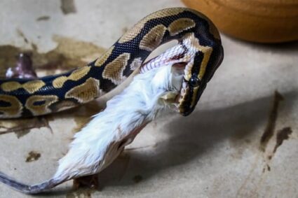 can ball pythons eat frozen mice?