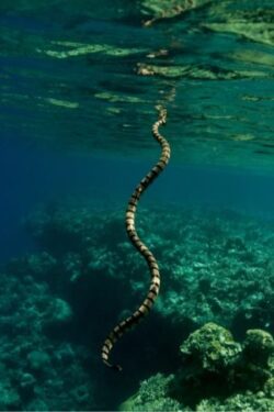 can sea snakes bite underwater?