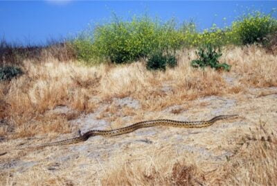 Cool facts about gopher snakes