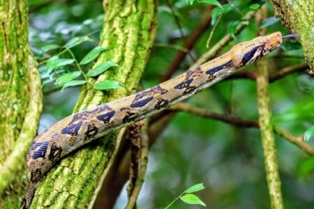 What is the biggest boa constrictor?