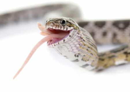How Long Does It Take Snakes to Digest Their Food? - Snakes for Pets