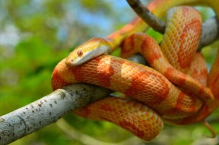 What's the price of a corn snake?
