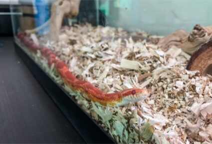 how often should you clean a snake enclosure?