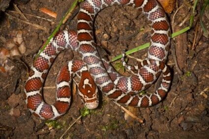 how to handle milk snakes