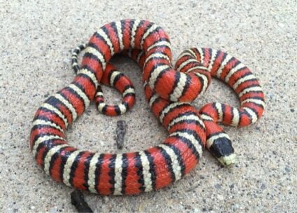 How to Tell the Difference Between a Milk Snake and a kingsnake