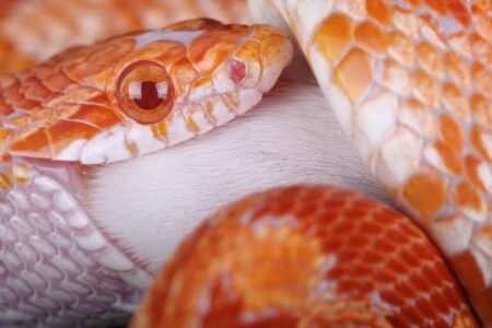 how do snakes digest large prey?