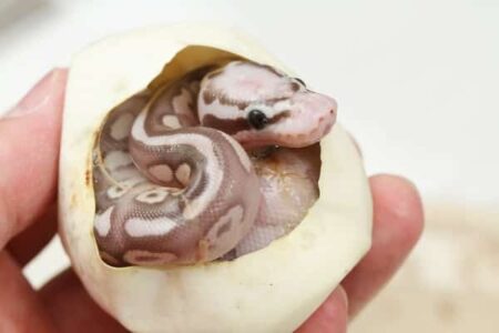 snakes born from eggs