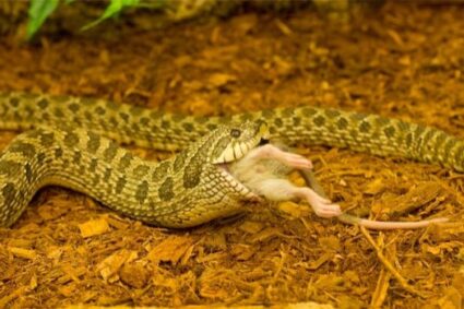 what do hognose snakes eat?
